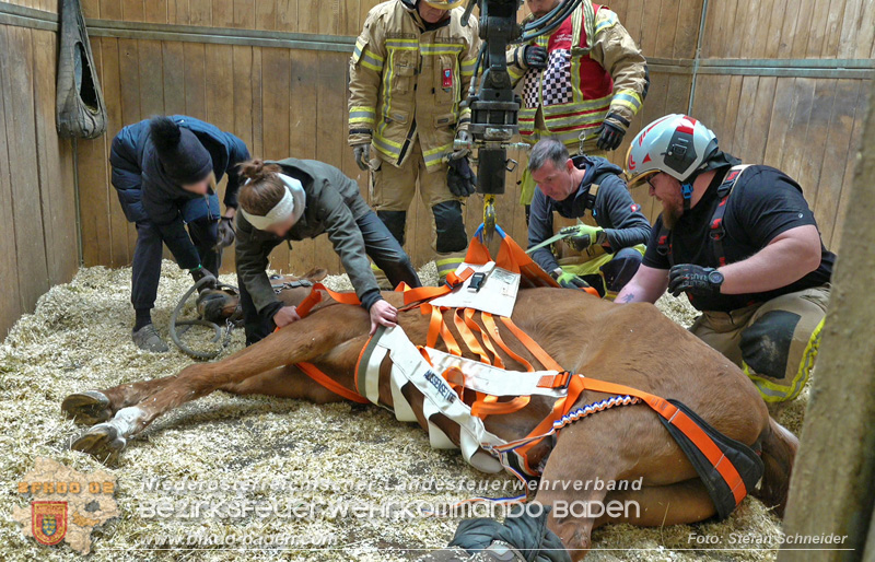 20251004_Pferd benötigt am "Welttierschutztag" die Hilfe der Feuerwehr Ebreichsdorf Foto: Stefan Schneider BFKDO BADEN 20251004_Pferd benötigt am "Welttierschutztag" die Hilfe der Feuerwehr Ebreichsdorf Foto: Stefan Schneider BFKDO BADEN