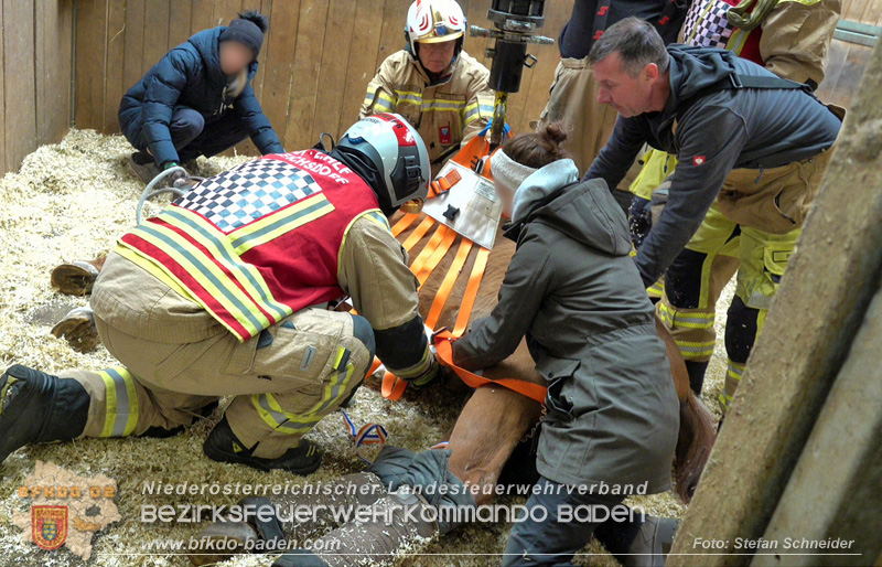20251004_Pferd benötigt am "Welttierschutztag" die Hilfe der Feuerwehr Ebreichsdorf Foto: Stefan Schneider BFKDO BADEN 20251004_Pferd benötigt am "Welttierschutztag" die Hilfe der Feuerwehr Ebreichsdorf Foto: Stefan Schneider BFKDO BADEN