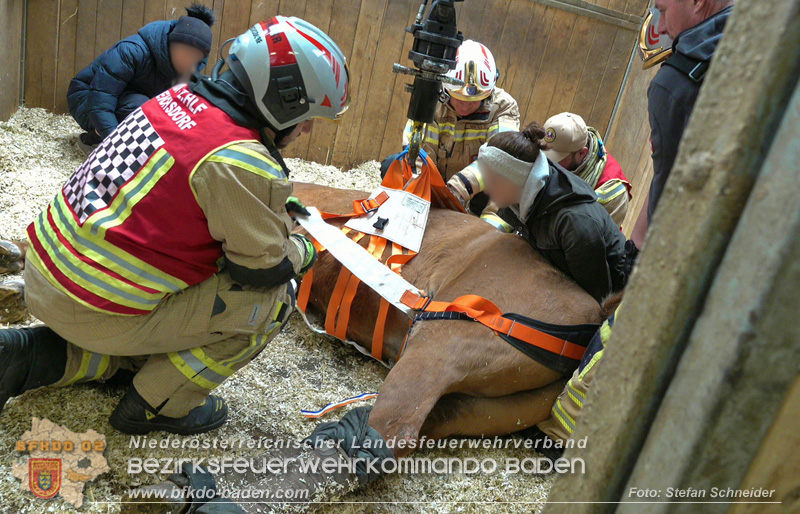 20251004_Pferd benötigt am "Welttierschutztag" die Hilfe der Feuerwehr Ebreichsdorf Foto: Stefan Schneider BFKDO BADEN 20251004_Pferd benötigt am "Welttierschutztag" die Hilfe der Feuerwehr Ebreichsdorf Foto: Stefan Schneider BFKDO BADEN