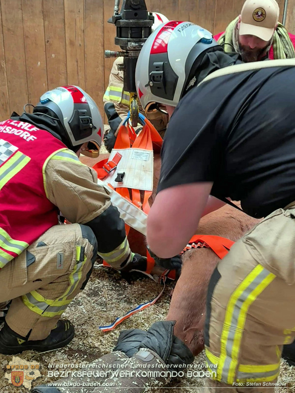 20251004_Pferd benötigt am "Welttierschutztag" die Hilfe der Feuerwehr Ebreichsdorf Foto: Stefan Schneider BFKDO BADEN 20251004_Pferd benötigt am "Welttierschutztag" die Hilfe der Feuerwehr Ebreichsdorf Foto: Stefan Schneider BFKDO BADEN