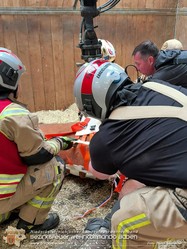 20251004_Pferd benötigt am "Welttierschutztag" die Hilfe der Feuerwehr Ebreichsdorf Foto: Stefan Schneider BFKDO BADEN 20251004_Pferd benötigt am "Welttierschutztag" die Hilfe der Feuerwehr Ebreichsdorf Foto: Stefan Schneider BFKDO BADEN
