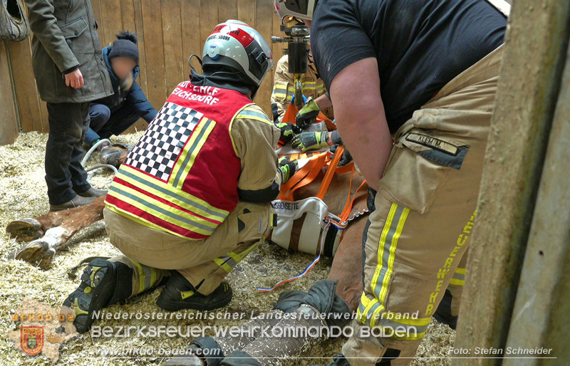 20251004_Pferd benötigt am "Welttierschutztag" die Hilfe der Feuerwehr Ebreichsdorf Foto: Stefan Schneider BFKDO BADEN 20251004_Pferd benötigt am "Welttierschutztag" die Hilfe der Feuerwehr Ebreichsdorf Foto: Stefan Schneider BFKDO BADEN