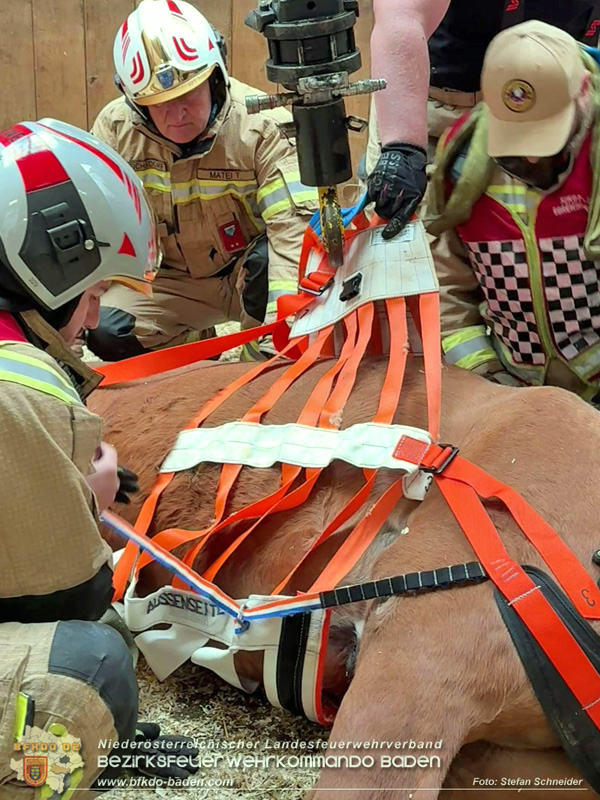20251004_Pferd benötigt am "Welttierschutztag" die Hilfe der Feuerwehr Ebreichsdorf Foto: Stefan Schneider BFKDO BADEN 20251004_Pferd benötigt am "Welttierschutztag" die Hilfe der Feuerwehr Ebreichsdorf Foto: Stefan Schneider BFKDO BADEN