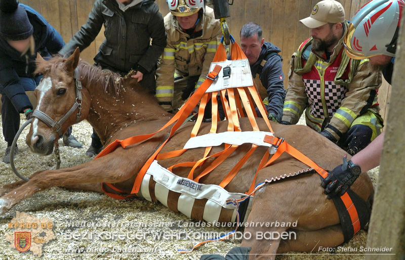 20251004_Pferd benötigt am "Welttierschutztag" die Hilfe der Feuerwehr Ebreichsdorf Foto: Stefan Schneider BFKDO BADEN 20251004_Pferd benötigt am "Welttierschutztag" die Hilfe der Feuerwehr Ebreichsdorf Foto: Stefan Schneider BFKDO BADEN