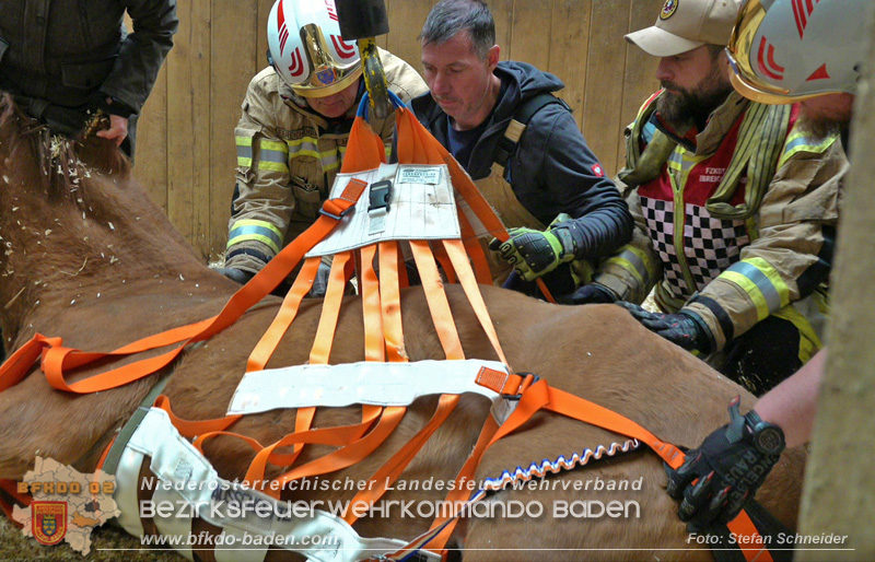 20251004_Pferd benötigt am "Welttierschutztag" die Hilfe der Feuerwehr Ebreichsdorf Foto: Stefan Schneider BFKDO BADEN 20251004_Pferd benötigt am "Welttierschutztag" die Hilfe der Feuerwehr Ebreichsdorf Foto: Stefan Schneider BFKDO BADEN