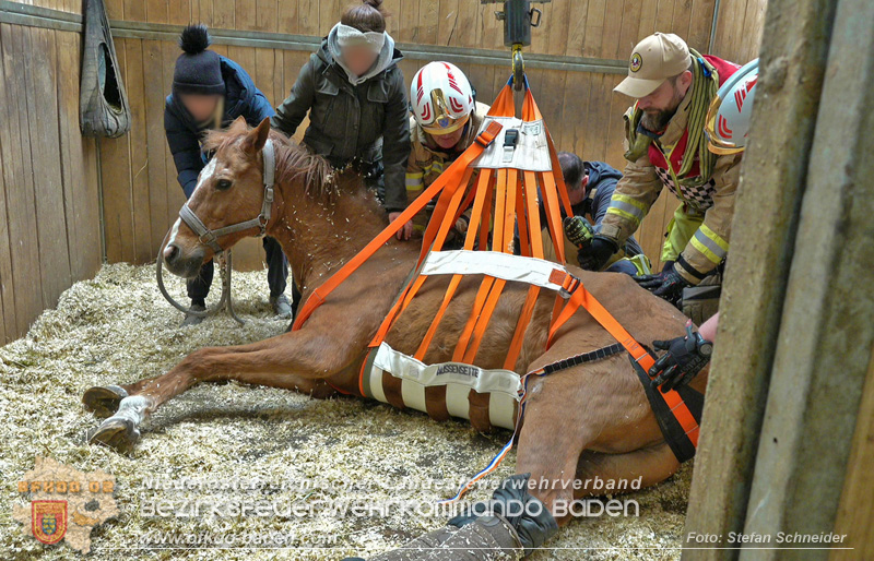 20251004_Pferd benötigt am "Welttierschutztag" die Hilfe der Feuerwehr Ebreichsdorf Foto: Stefan Schneider BFKDO BADEN 20251004_Pferd benötigt am "Welttierschutztag" die Hilfe der Feuerwehr Ebreichsdorf Foto: Stefan Schneider BFKDO BADEN