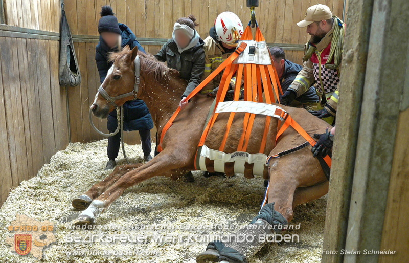 20251004_Pferd benötigt am "Welttierschutztag" die Hilfe der Feuerwehr Ebreichsdorf Foto: Stefan Schneider BFKDO BADEN 20251004_Pferd benötigt am "Welttierschutztag" die Hilfe der Feuerwehr Ebreichsdorf Foto: Stefan Schneider BFKDO BADEN