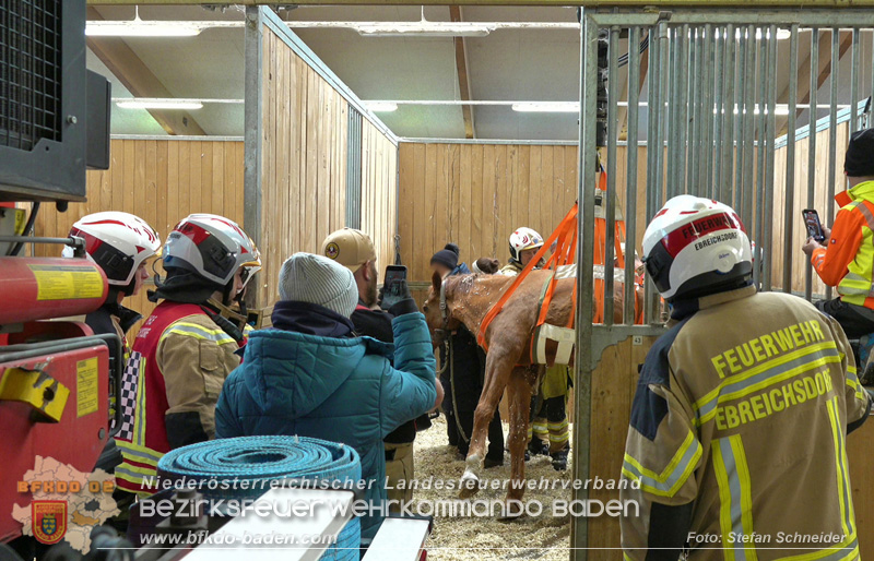 20251004_Pferd benötigt am "Welttierschutztag" die Hilfe der Feuerwehr Ebreichsdorf Foto: Stefan Schneider BFKDO BADEN 20251004_Pferd benötigt am "Welttierschutztag" die Hilfe der Feuerwehr Ebreichsdorf Foto: Stefan Schneider BFKDO BADEN