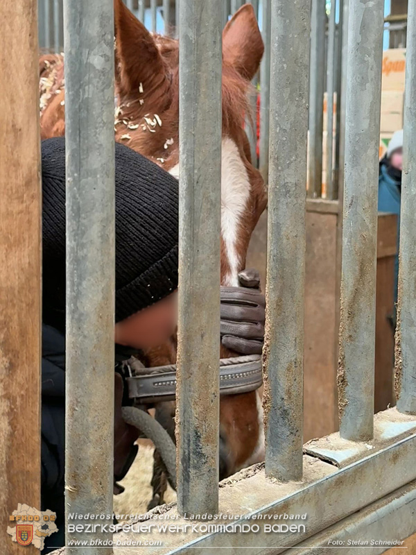 20251004_Pferd benötigt am "Welttierschutztag" die Hilfe der Feuerwehr Ebreichsdorf Foto: Stefan Schneider BFKDO BADEN 20251004_Pferd benötigt am "Welttierschutztag" die Hilfe der Feuerwehr Ebreichsdorf Foto: Stefan Schneider BFKDO BADEN