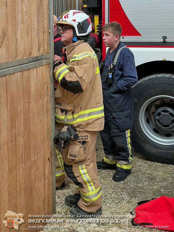 20251004_Pferd benötigt am "Welttierschutztag" die Hilfe der Feuerwehr Ebreichsdorf Foto: Stefan Schneider BFKDO BADEN 20251004_Pferd benötigt am "Welttierschutztag" die Hilfe der Feuerwehr Ebreichsdorf Foto: Stefan Schneider BFKDO BADEN