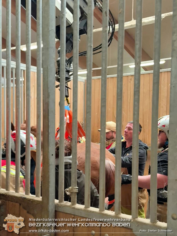 20251004_Pferd benötigt am "Welttierschutztag" die Hilfe der Feuerwehr Ebreichsdorf Foto: Stefan Schneider BFKDO BADEN 20251004_Pferd benötigt am "Welttierschutztag" die Hilfe der Feuerwehr Ebreichsdorf Foto: Stefan Schneider BFKDO BADEN