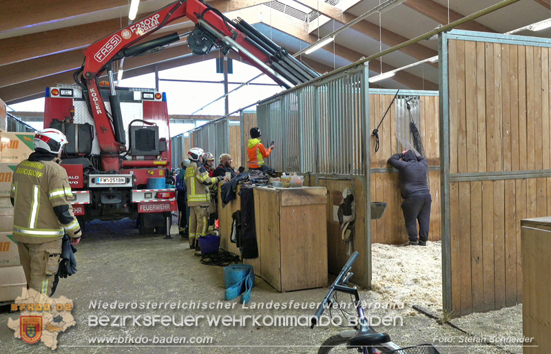20251004_Pferd benötigt am "Welttierschutztag" die Hilfe der Feuerwehr Ebreichsdorf Foto: Stefan Schneider BFKDO BADEN 20251004_Pferd benötigt am "Welttierschutztag" die Hilfe der Feuerwehr Ebreichsdorf Foto: Stefan Schneider BFKDO BADEN