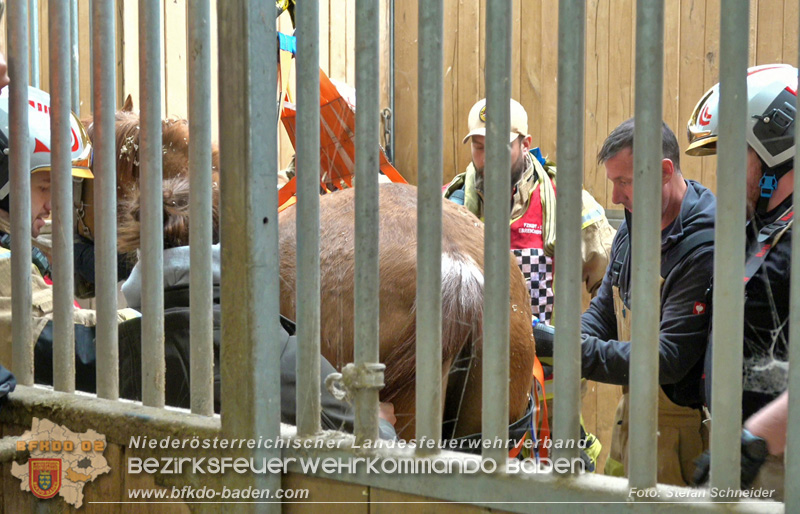 20251004_Pferd benötigt am "Welttierschutztag" die Hilfe der Feuerwehr Ebreichsdorf Foto: Stefan Schneider BFKDO BADEN 20251004_Pferd benötigt am "Welttierschutztag" die Hilfe der Feuerwehr Ebreichsdorf Foto: Stefan Schneider BFKDO BADEN