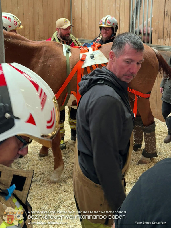 20251004_Pferd benötigt am "Welttierschutztag" die Hilfe der Feuerwehr Ebreichsdorf Foto: Stefan Schneider BFKDO BADEN 20251004_Pferd benötigt am "Welttierschutztag" die Hilfe der Feuerwehr Ebreichsdorf Foto: Stefan Schneider BFKDO BADEN