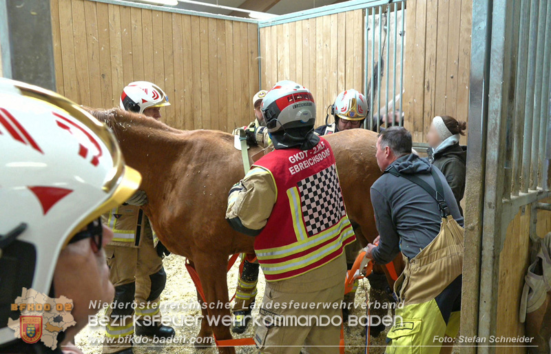 20251004_Pferd benötigt am "Welttierschutztag" die Hilfe der Feuerwehr Ebreichsdorf Foto: Stefan Schneider BFKDO BADEN 20251004_Pferd benötigt am "Welttierschutztag" die Hilfe der Feuerwehr Ebreichsdorf Foto: Stefan Schneider BFKDO BADEN
