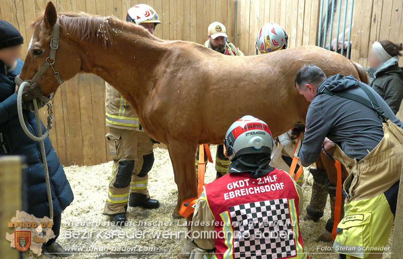 20251004_Pferd benötigt am "Welttierschutztag" die Hilfe der Feuerwehr Ebreichsdorf Foto: Stefan Schneider BFKDO BADEN 20251004_Pferd benötigt am "Welttierschutztag" die Hilfe der Feuerwehr Ebreichsdorf Foto: Stefan Schneider BFKDO BADEN
