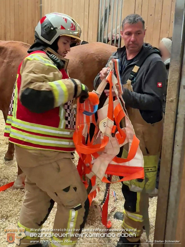 20251004_Pferd benötigt am "Welttierschutztag" die Hilfe der Feuerwehr Ebreichsdorf Foto: Stefan Schneider BFKDO BADEN 20251004_Pferd benötigt am "Welttierschutztag" die Hilfe der Feuerwehr Ebreichsdorf Foto: Stefan Schneider BFKDO BADEN
