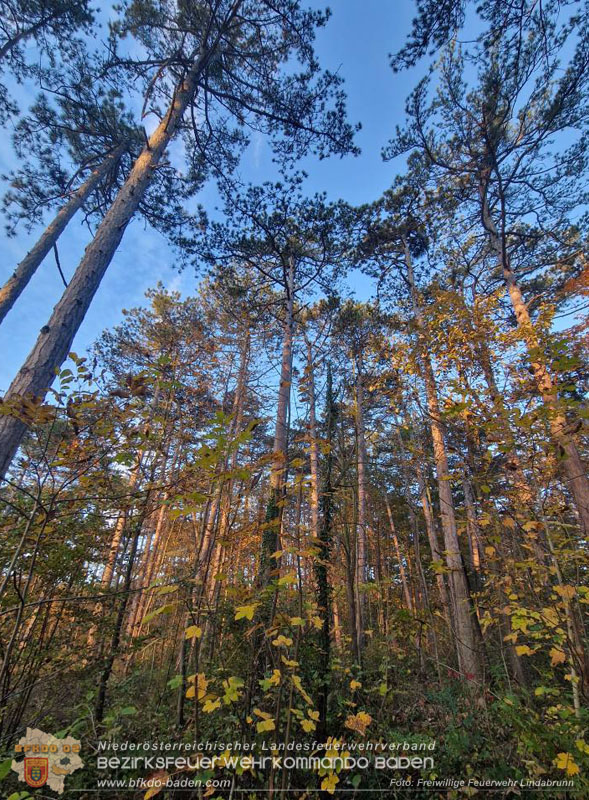 20251026_Kater "Minka" in Not Foto: FF Lindabrunn 20251026_Kater "Minka" in Not Foto: FF Lindabrunn