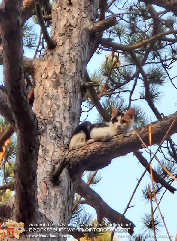 20251026_Kater "Minka" in Not Foto: FF Lindabrunn 20251026_Kater "Minka" in Not Foto: FF Lindabrunn