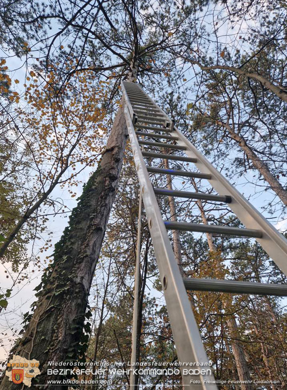 20251026_Kater "Minka" in Not Foto: FF Lindabrunn 20251026_Kater "Minka" in Not Foto: FF Lindabrunn