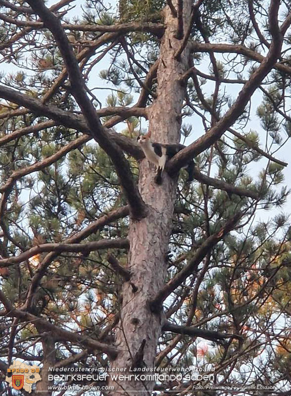 20251026_Kater "Minka" in Not Foto: FF Lindabrunn 20251026_Kater "Minka" in Not Foto: FF Lindabrunn