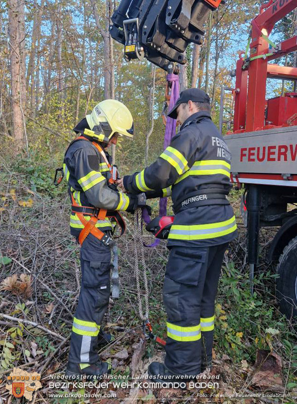 20251026_Kater "Minka" in Not Foto: FF Lindabrunn 20251026_Kater "Minka" in Not Foto: FF Lindabrunn
