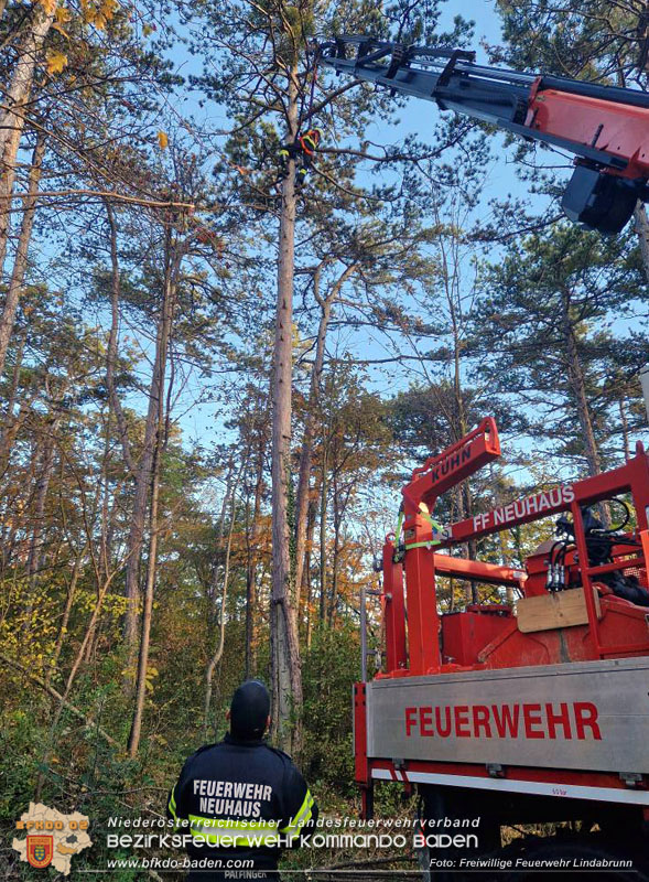 20251026_Kater "Minka" in Not Foto: FF Lindabrunn 20251026_Kater "Minka" in Not Foto: FF Lindabrunn