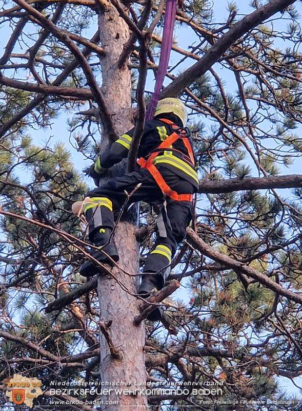 20251026_Kater "Minka" in Not Foto: FF Lindabrunn 20251026_Kater "Minka" in Not Foto: FF Lindabrunn