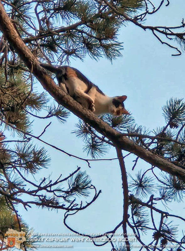 20251026_Kater "Minka" in Not Foto: FF Lindabrunn 20251026_Kater "Minka" in Not Foto: FF Lindabrunn