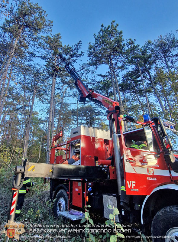 20251026_Kater "Minka" in Not Foto: FF Lindabrunn 20251026_Kater "Minka" in Not Foto: FF Lindabrunn