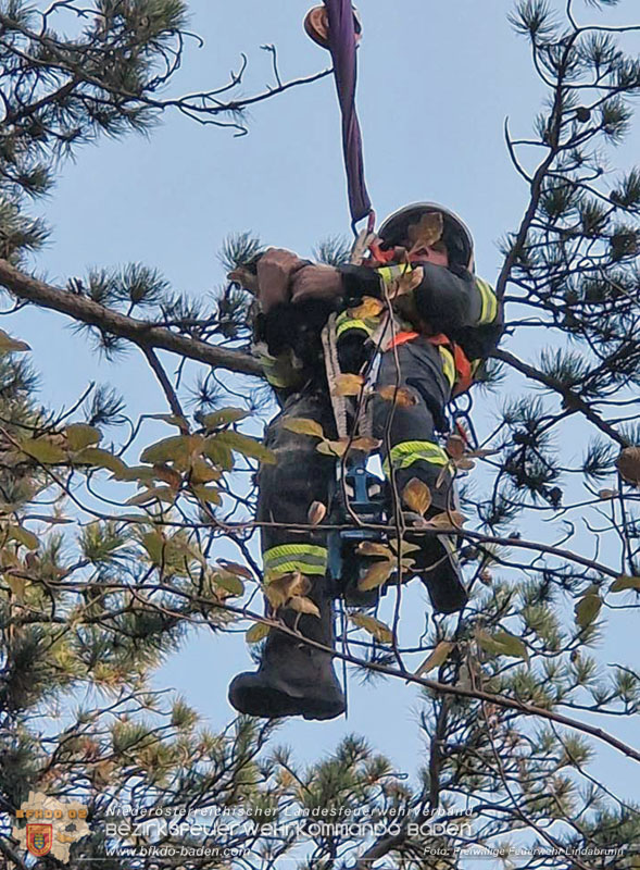 20251026_Kater "Minka" in Not Foto: FF Lindabrunn 20251026_Kater "Minka" in Not Foto: FF Lindabrunn