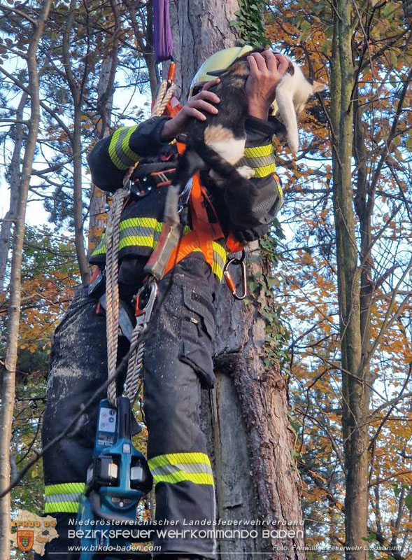 20251026_Kater "Minka" in Not Foto: FF Lindabrunn 20251026_Kater "Minka" in Not Foto: FF Lindabrunn