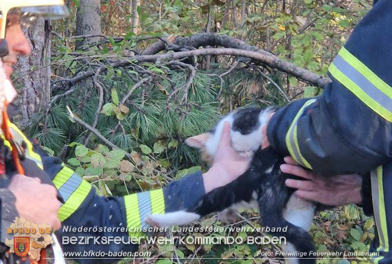 20251026_Kater "Minka" in Not Foto: FF Lindabrunn 20251026_Kater "Minka" in Not Foto: FF Lindabrunn