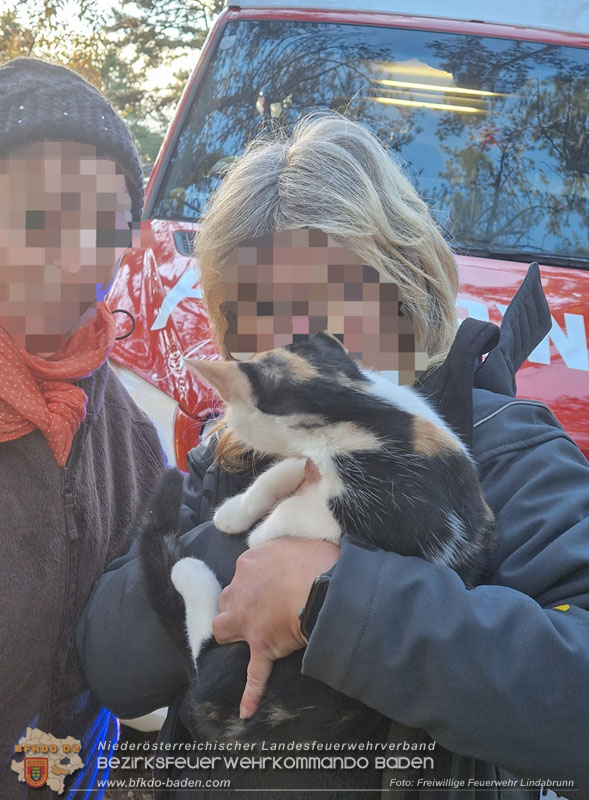 20251026_Kater "Minka" in Not  Foto: FF Lindabrunn