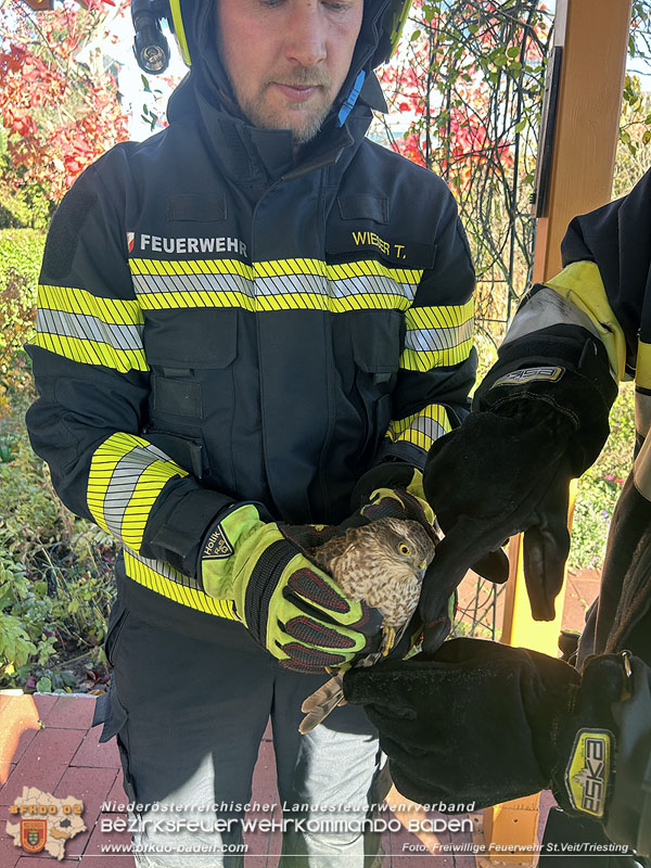 20251107_Feuerwehr hilft verletzten Falken Foto: FF St.Veit/Triesting 20251107_Feuerwehr hilft verletzten Falken Foto: FF St.Veit/Triesting