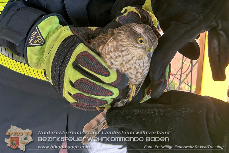 20251107_Feuerwehr hilft verletzten Falken Foto: FF St.Veit/Triesting 20251107_Feuerwehr hilft verletzten Falken Foto: FF St.Veit/Triesting