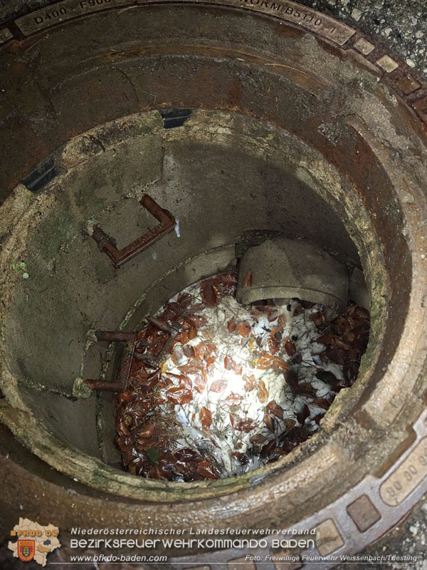 20251114_Umwelteinsatz in Weissenbach - Zähflüssiges Medium aus Regenwasserkanal ausgetreten Foto: FF Weissenbach/Triesting 20251114_Umwelteinsatz in Weissenbach - Zähflüssiges Medium aus Regenwasserkanal ausgetreten Foto: FF Weissenbach/Triesting