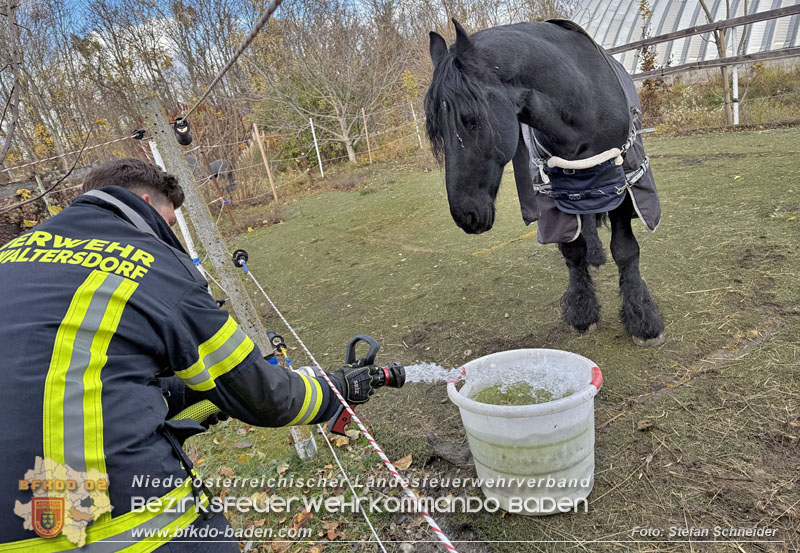 20251118_Notwasserversorgung fr Pferde eines Reitstalls in Oberwaltersdorf   Foto: Stefan  Schneider BFKDO BADEN