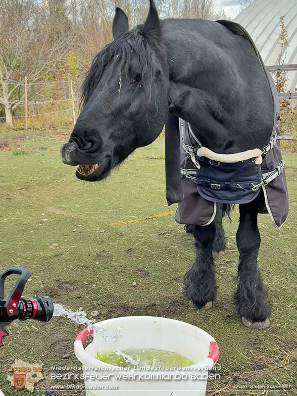 20251118_Notwasserversorgung fr Pferde eines Reitstalls in Oberwaltersdorf   Foto: Stefan  Schneider BFKDO BADEN