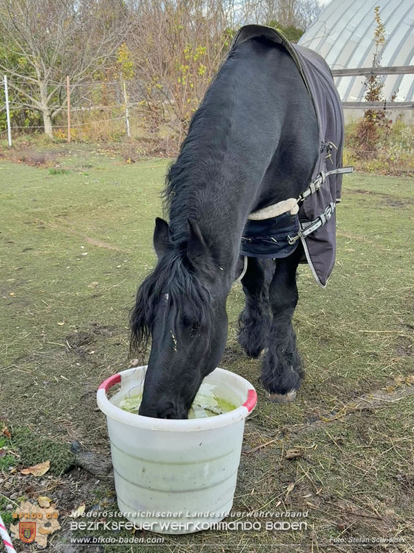 20251118_Notwasserversorgung fr Pferde eines Reitstalls in Oberwaltersdorf   Foto: Stefan  Schneider BFKDO BADEN