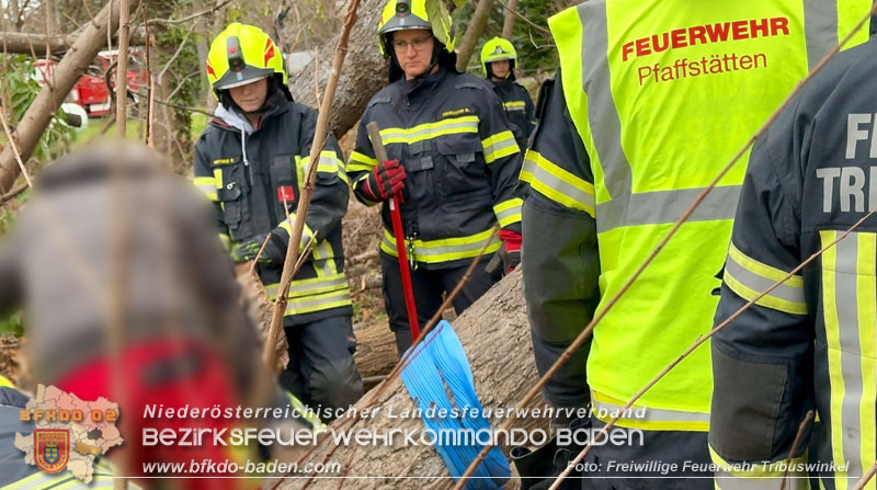 20251127_Person in Tribuswinkel unter Baum eingeklemmt - Feuerwehr kann Mann retten Foto: Thomas Rsach FF Tribuswinkel 20251127_Person in Tribuswinkel unter Baum eingeklemmt - Feuerwehr kann Mann retten Foto: Thomas Rsach FF Tribuswinkel