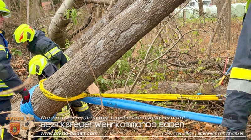 20251127_Person in Tribuswinkel unter Baum eingeklemmt - Feuerwehr kann Mann retten Foto: Thomas Rsach FF Tribuswinkel 20251127_Person in Tribuswinkel unter Baum eingeklemmt - Feuerwehr kann Mann retten Foto: Thomas Rsach FF Tribuswinkel