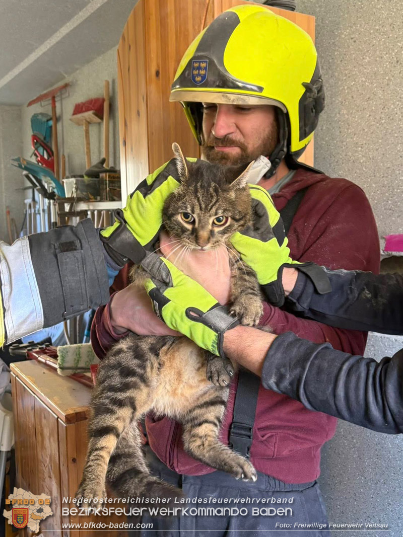 20260226_Für Kater „Peterl" gabs kein Vor und auch kein Zurück in Veitsau NÖ Bezirk Baden Foto: FF Veitsau 20260226_Für Kater „Peterl" gabs kein Vor und auch kein Zurück in Veitsau NÖ Bezirk Baden Foto: FF Veitsau