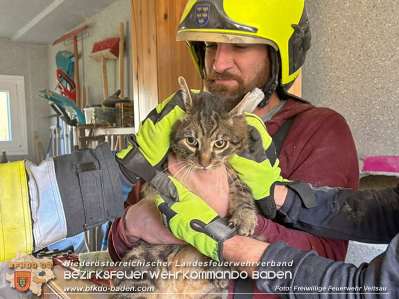 20260226_Für Kater „Peterl" gabs kein Vor und auch kein Zurück in Veitsau NÖ Bezirk Baden Foto: FF Veitsau 20260226_Für Kater „Peterl" gabs kein Vor und auch kein Zurück in Veitsau NÖ Bezirk Baden Foto: FF Veitsau