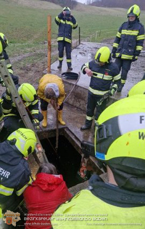 20260326_Tierrettung - Kuh st�rzt in G�llegrube  Foto: FF N�stach