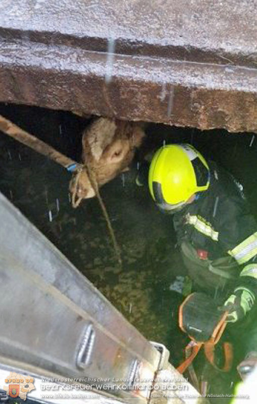 20260326_Tierrettung - Kuh st�rzt in G�llegrube  Foto: FF N�stach