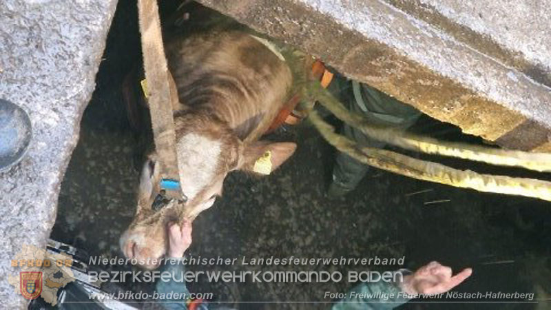 20260326_Tierrettung - Kuh st�rzt in G�llegrube  Foto: FF N�stach