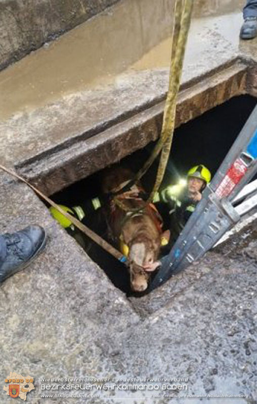 20260326_Tierrettung - Kuh st�rzt in G�llegrube  Foto: FF N�stach