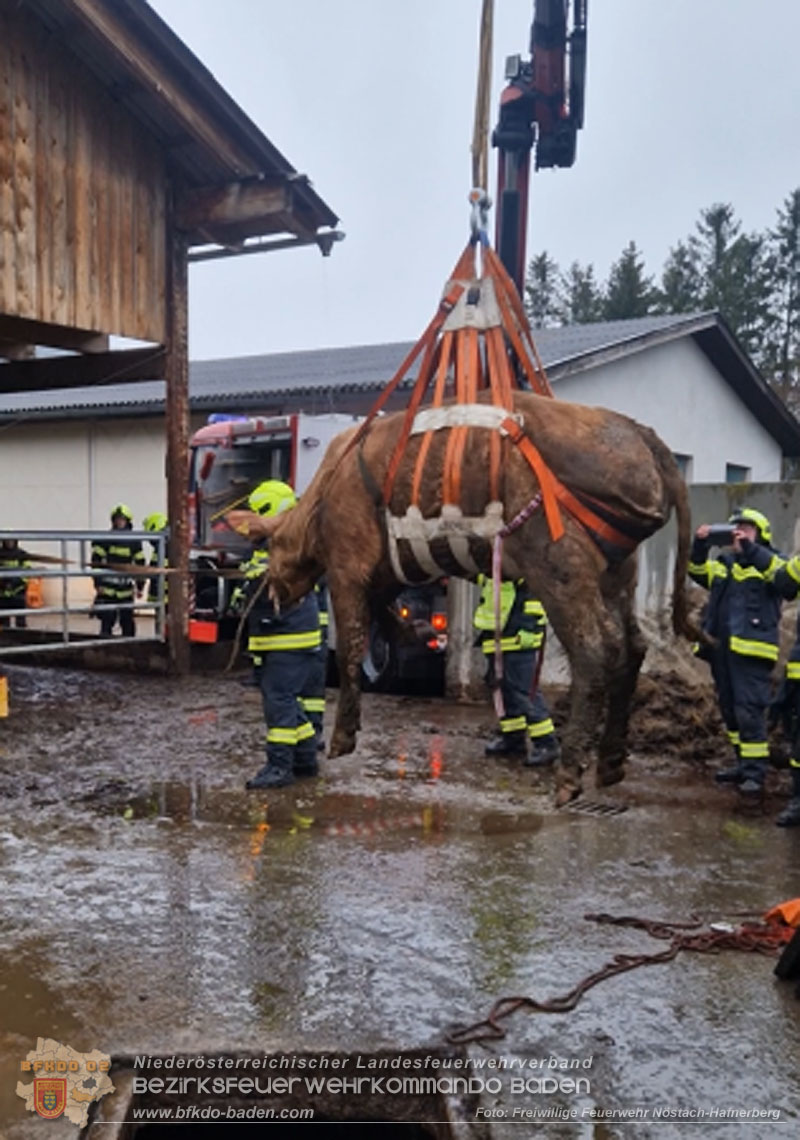 20260326_Tierrettung - Kuh st�rzt in G�llegrube  Foto: FF N�stach