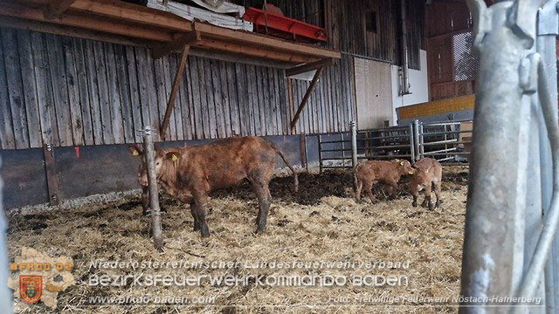 20260326_Tierrettung - Kuh st�rzt in G�llegrube  Foto: FF N�stach